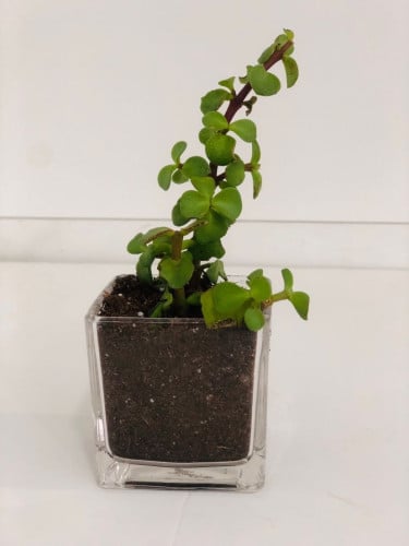 ببروميا دموع الطف حوض زجاجي شفاف