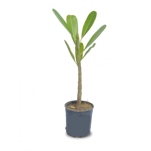 ياسمين هندي