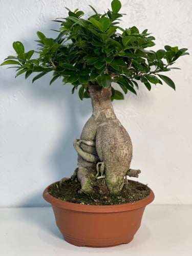 فيكس مايكرو كارب 50 سم وسط