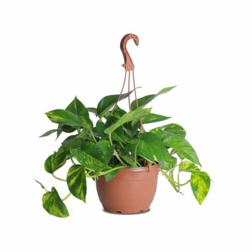 البوتس العلاقي