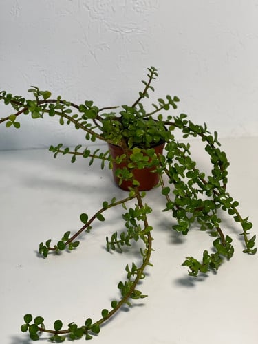 ببروميا دموع الطف مركن 14