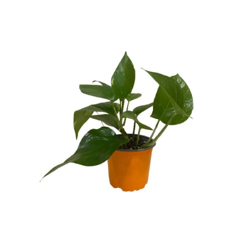 بوتس حوض مقاس 12 سم