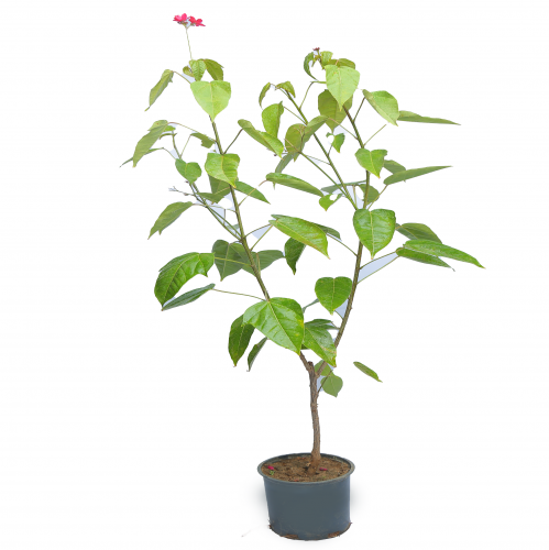 ياسمين استرالي