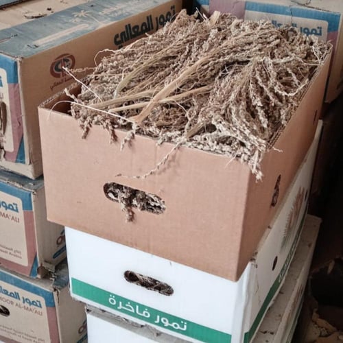 طلع لقاح النخل وبار