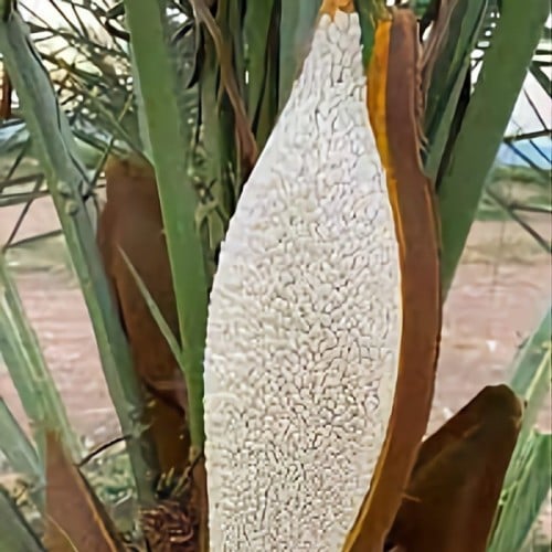 طلع لقاح النخل وبار