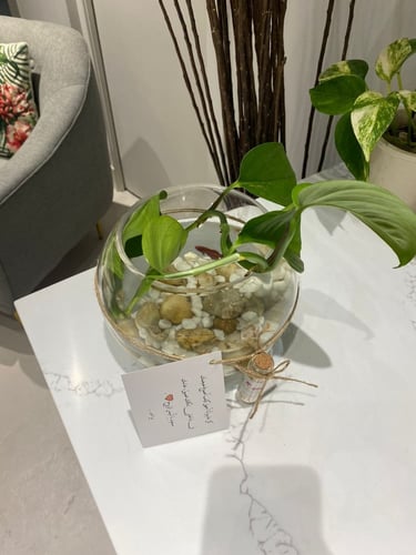 حياة
