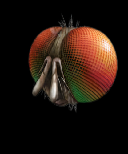 كود - Freaky Fly Face