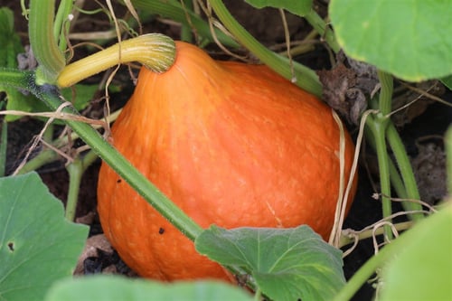 بذور قرع كوري الأحمر - Red Kuri Winter Squash Seed...