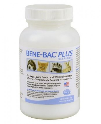 مكمل بروبايوتيك للقطط من شركة Petag