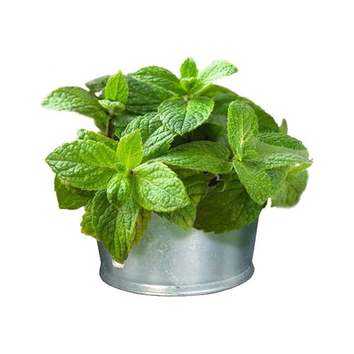 مكافأة النعناع لصحه الاسنان للقطط من شركة GimCat