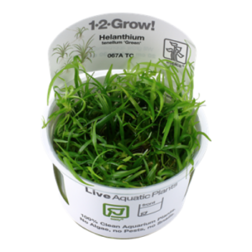 helanthium tenellum green