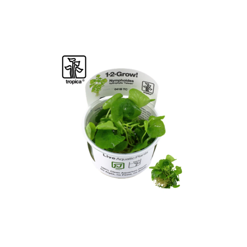 nymphoides hydrophylla taiwan