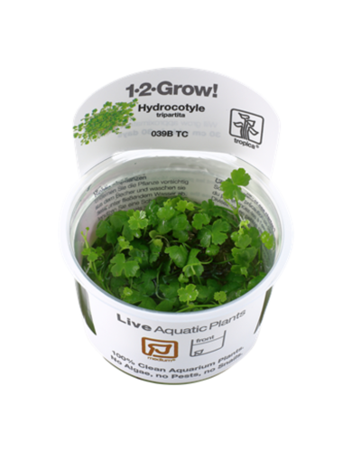 hydrocotyle tripartita
