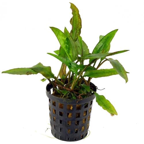 cryptocoryne usteriana potted