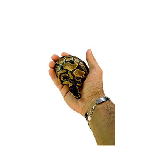 Classic Ballpython