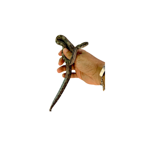 Tarahumara Mountain Dwarf Boa Constrictor