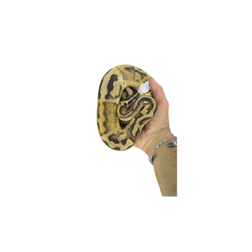 Pied Ballpython Adult