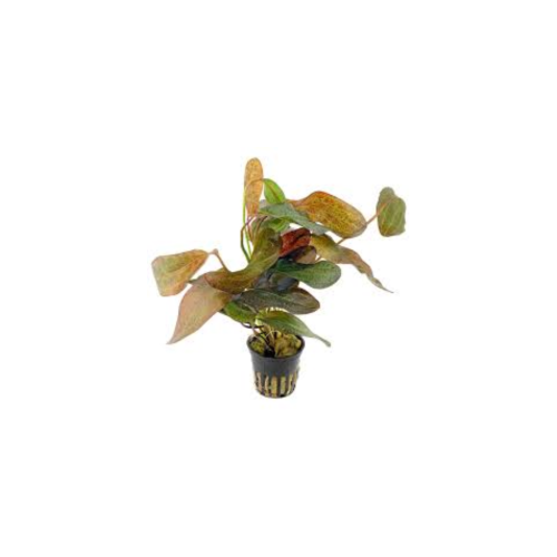 echinodorus ozelot potted