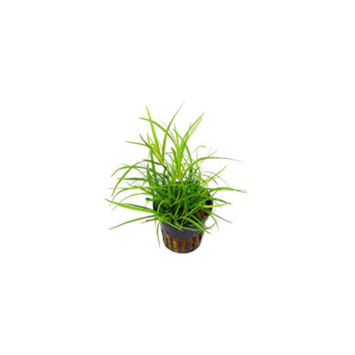 Juncus repens