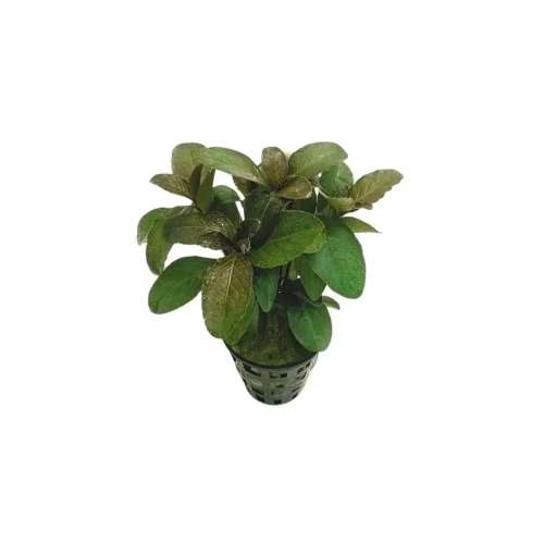 'Hygrophila sp. Quadrivalvis 'apple red