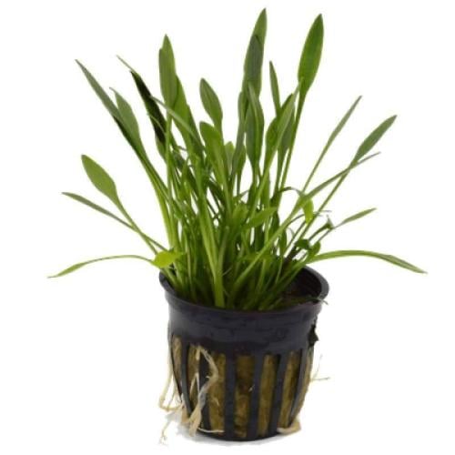 cryptocoryne parva potted