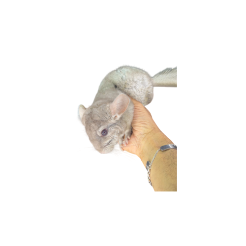 Chinchilla Silver