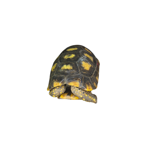 Yellow Foot Tortoise