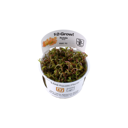 rotala rotundifolia blood red