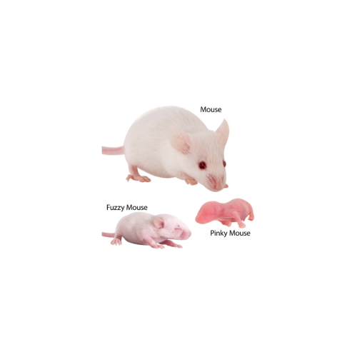 Frozen Fuzzy Mouse ( medium )