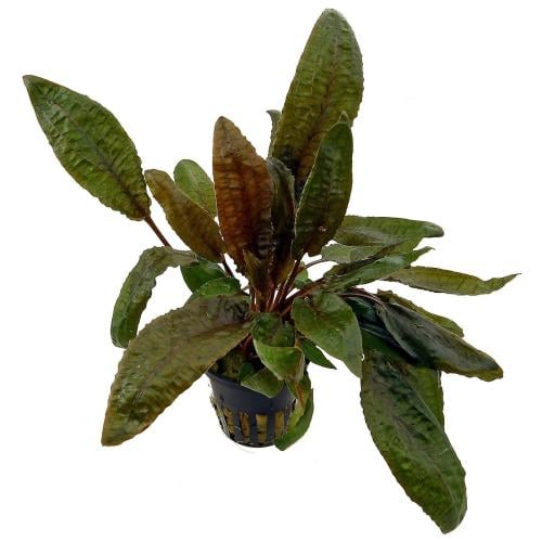cryptocoryne wendtii tropica potted