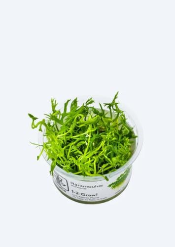 Ranunculus inundatus