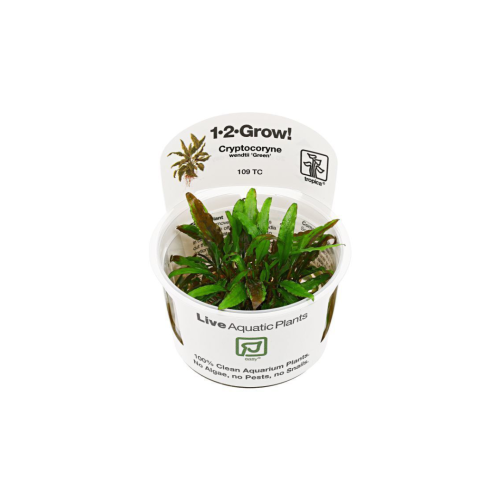 Cryptocoryne wendtii green