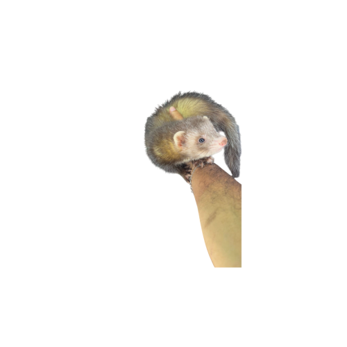 Ferret