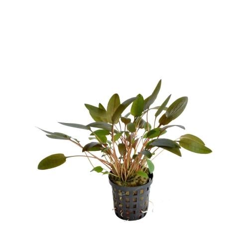 'Cryptocoryne wendtii 'Brown