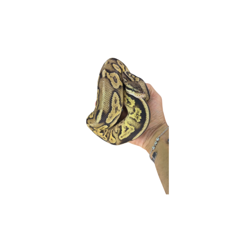 Ballpython Adult