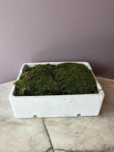 فلات موس Flat Moss Green