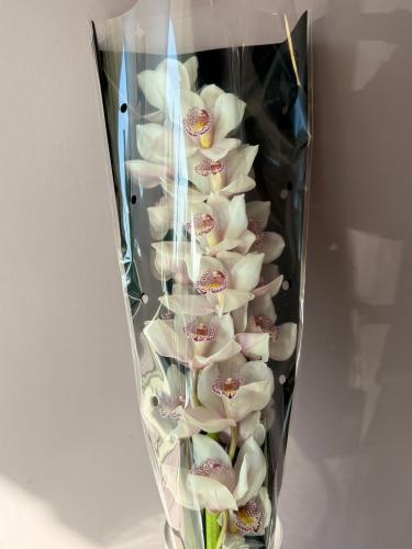 Cymbidium White - سامبيديوم ابيض