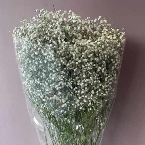 جبسو فيلا ابيض - Gypsophila White