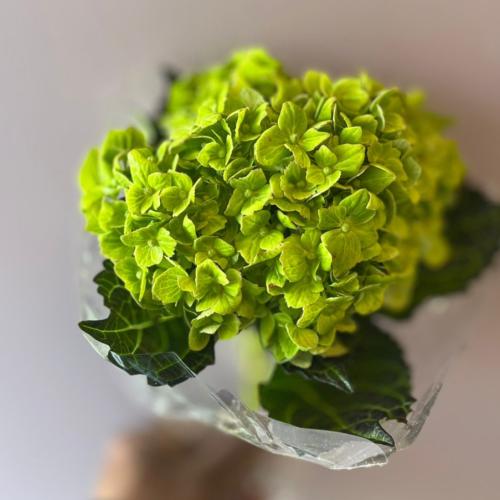 هايدرنجا اخضر-Hydrangea Green