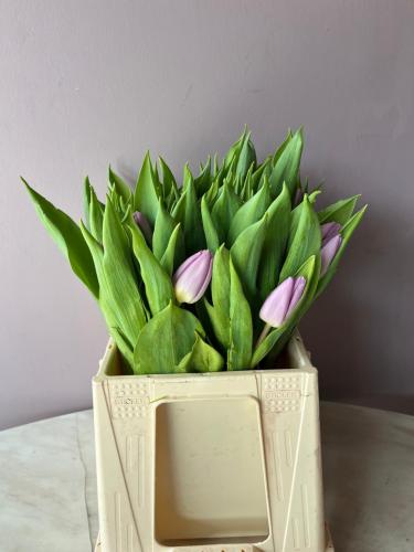 توليب موف فاتح - Tulip Light Purple