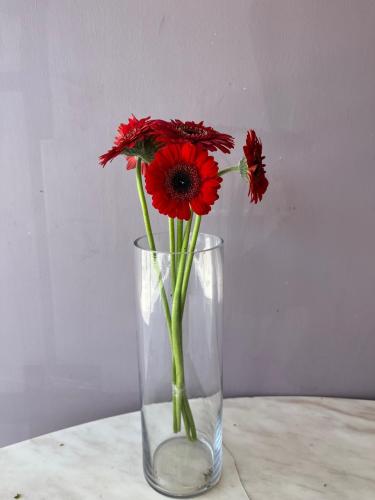 Gerbera Red