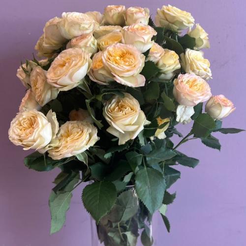 جاردن سبري-Garden Spray Rose Trendsetter