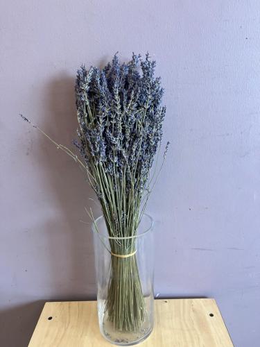 لافندر - Lavender