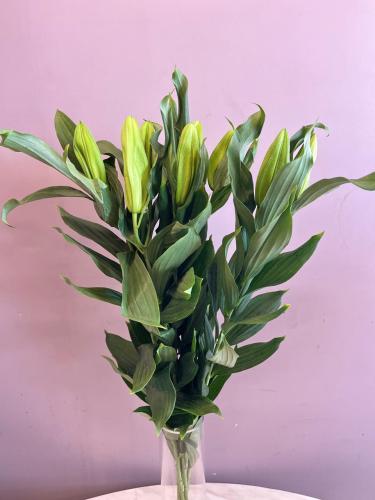 ليليوم ارنتال ابيض -LiLy Or White