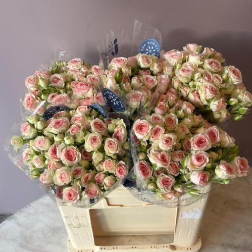 سبراي روز دينارا - Spray Rose dinar