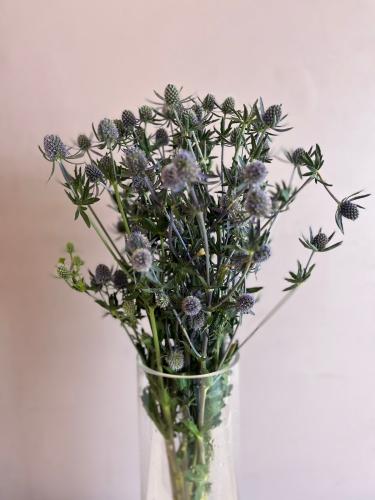 ارنجيوم - Eryngium magical Blue
