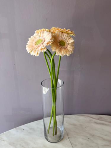 جريبيرا خربزي - Gerbera