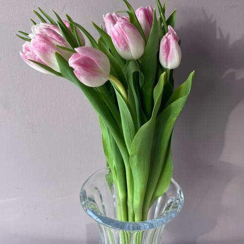 توليب بينك - Tulip pink