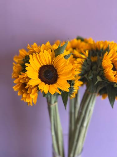 دوار الشمس - Sun Flower