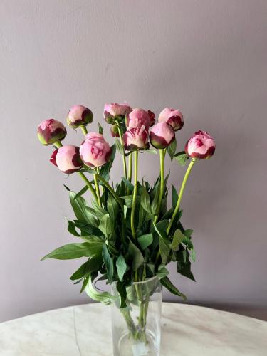 بيونيا بينك Peony pink